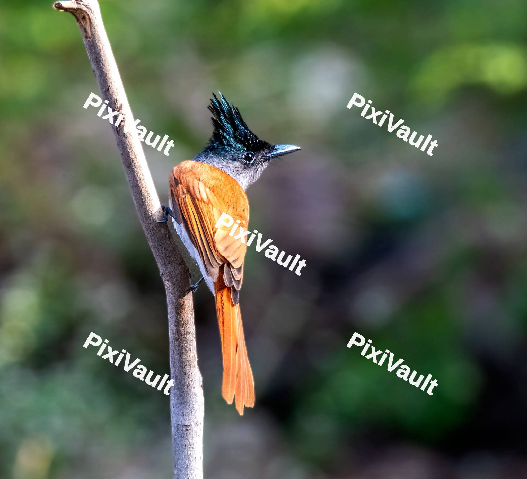 Indian paradise flycatcher